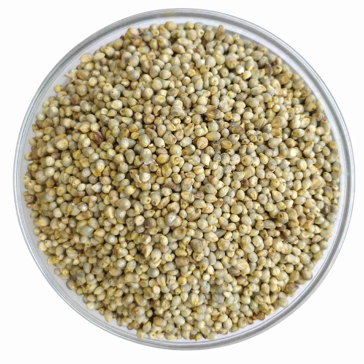Pearl Millet (Bajra)
